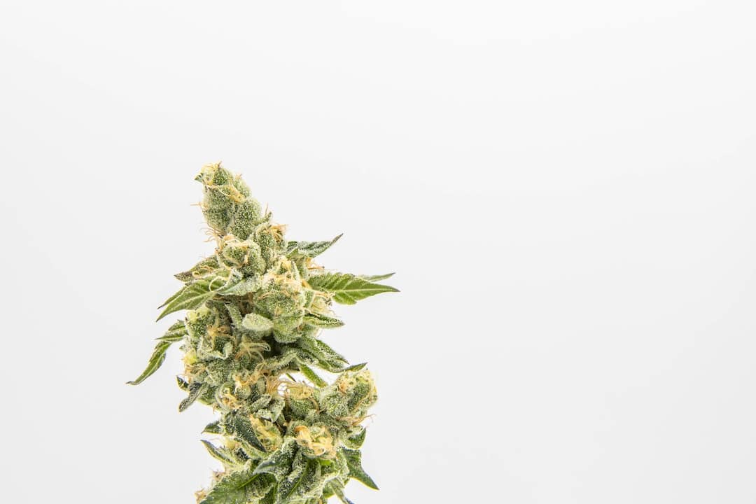 Une plante de cannabis sur fond blanc