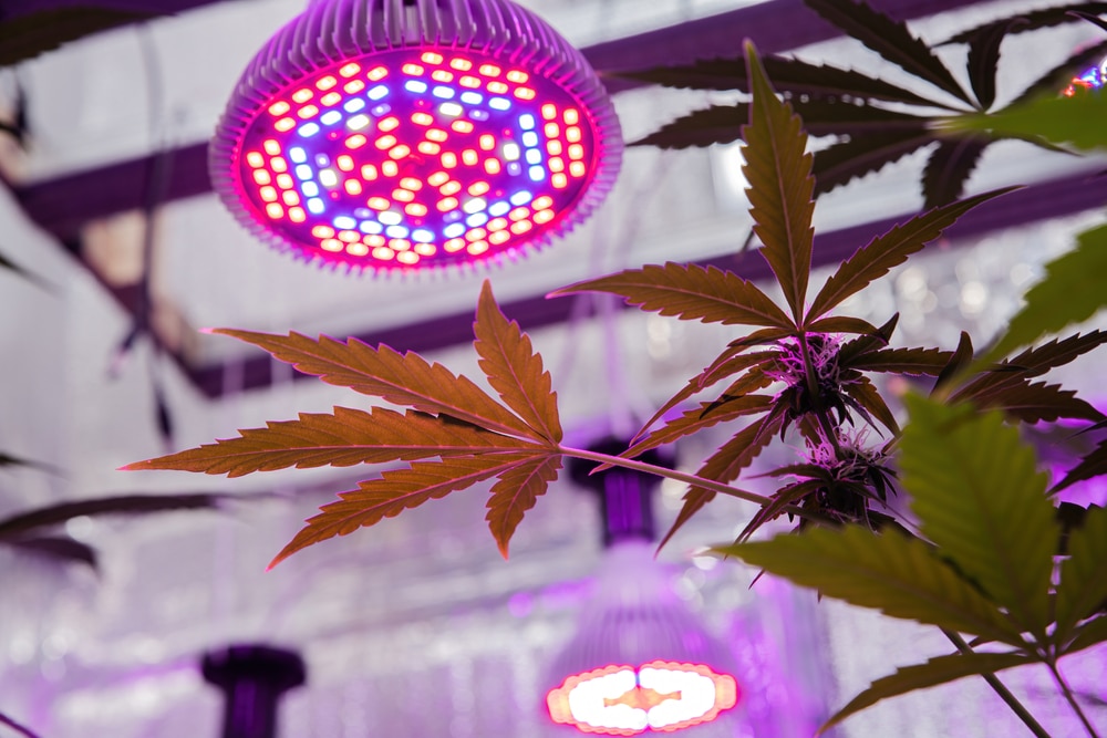 fleurs de cbd sous lampe