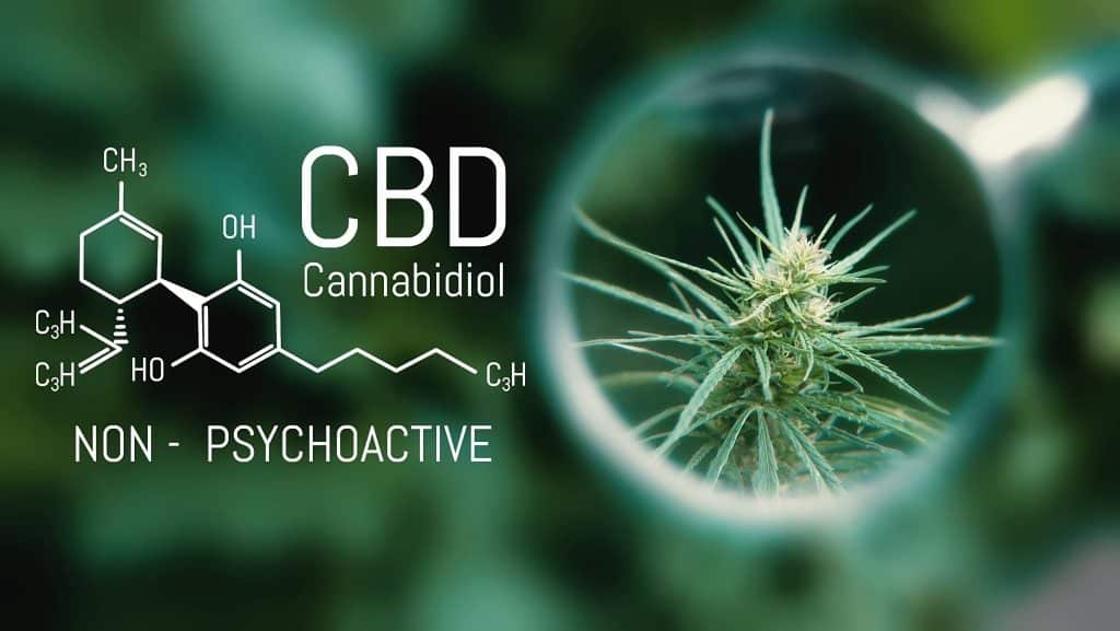 produits CBD système endocannabinoïde