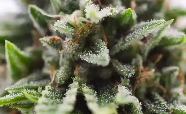 produits CBD fleurs CBD